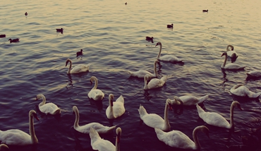 APP開發_商城系統開發_網站建設