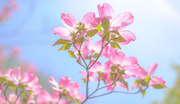 美容美甲APP開發