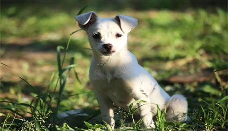 寵物領養小程序開發公司